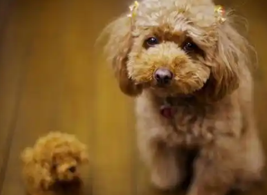 养泰迪犬,千万不要养公的,这6点太可怕了 养泰迪犬,千万不要养公的,这6点太可怕了