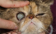 猫咪得白内障可以活多久