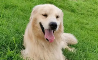 狗嘴一圈发红怎么回事
