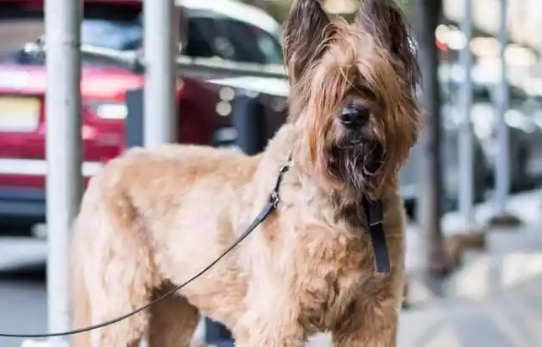 养宠科普：伯瑞犬爱主人的表现有哪些？