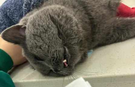 猫咪隐睾是什么原因引起的