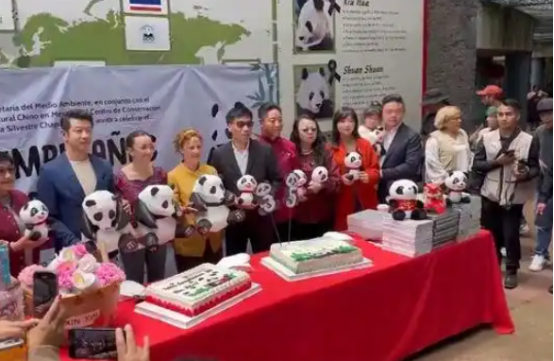 墨西哥举行大熊猫“欣欣”35岁生日庆祝活动 墨西哥举行大熊猫“欣欣”35岁生日庆祝活动