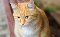 小猫眼睛肿了流泪眼屎多