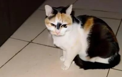 猫咪子宫蓄脓是怎么引起的