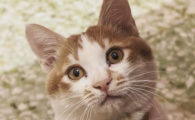 猫咪惨叫是怎么回事