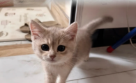 猫为什么突然爱攻击人抓人