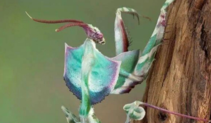 有“蟑螂”!男子误杀邻居宠物赔了400元 有“蟑螂”!男子误杀邻居宠物赔了400元