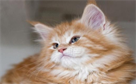猫咪吐毛球会很难受吗
