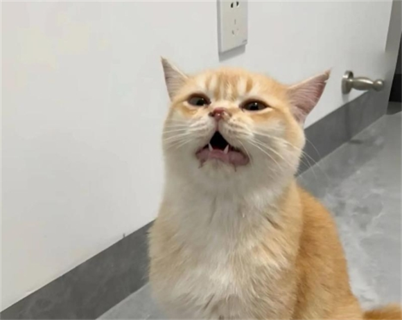 宠物猫四个月就发情了呢