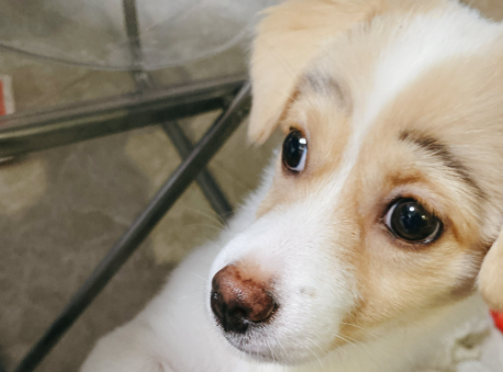 侠肝义胆流浪狗收留走失家犬,全网呼吁给它们一个家 侠肝义胆流浪狗收留走失家犬,全网呼吁给它们一个家