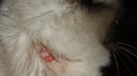 二个月小猫有猫癣用什么药