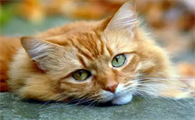 猫咪泪痕多和眼部疾病有关吗?