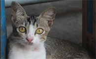 猫瘟治疗过程中猫咪呕吐咋缓解