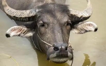 水牛会淹死吗 水牛会淹死吗