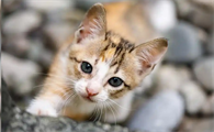 猫鼻支通过什么途径会快速传播