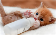 猫咪呛奶后该怎么紧急处理？