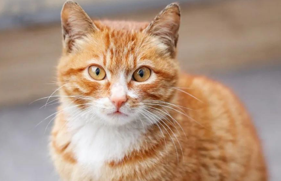 多胎怀孕的母猫需要提前剖腹产吗 多胎怀孕的母猫需要提前剖腹产吗