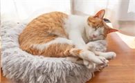猫睡觉时被吵醒会生气吗