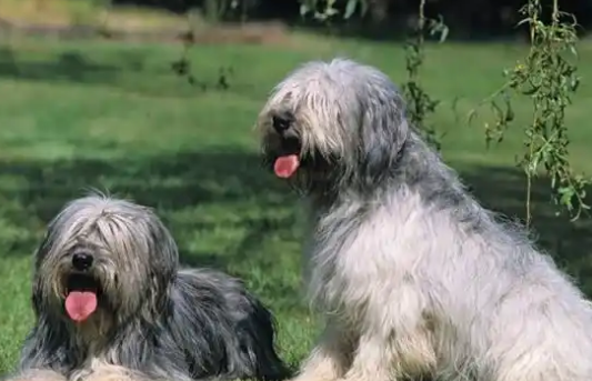伯瑞犬训练全攻略：从幼犬到成熟犬的进阶指南