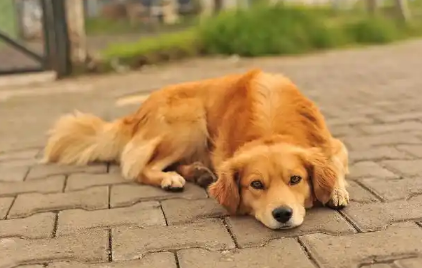 狗狗抽搐后食欲不振该怎么恢复? 狗狗抽搐后食欲不振该怎么恢复?