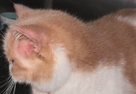 猫的耳朵热是怎么回事 猫的耳朵热是怎么回事