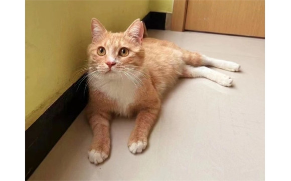 猫换了新环境不吃东西怎么办