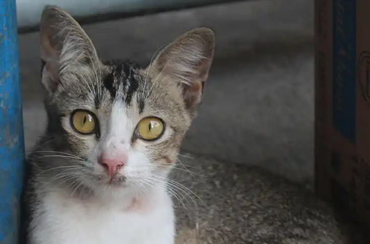 猫瘟治疗过程中猫咪呕吐咋缓解