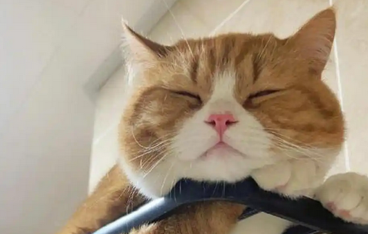 猫睡觉时呼吸频率多少算正常 猫睡觉时呼吸频率多少算正常