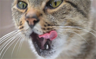 猫咪张嘴吐舌头代表什么