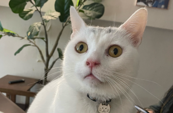 猫咪多大可以刷牙 猫咪多大可以刷牙