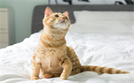 猫咪腿脱臼了多久能好