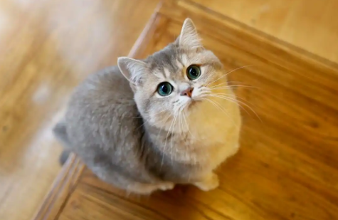 猫鼻支用什么药治疗效果好 猫鼻支用什么药治疗效果好