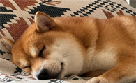 狗狗嗜睡正常吗