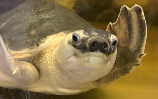 警民接力助猪鼻龟“归家”,因为它是保护动物! 警民接力助猪鼻龟“归家”,因为它是保护动物!