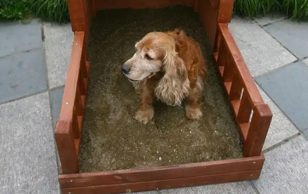 狗狗拉稀多久可以正常喂食