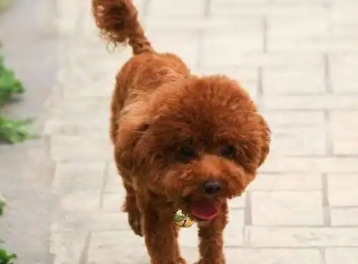 泰迪长期挑食不长肉?如何有效改善狗狗挑食问题? 泰迪长期挑食不长肉?如何有效改善狗狗挑食问题?
