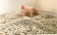 怎么引导猫去猫砂上拉屎呢