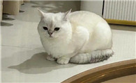 怎么预防猫传腹猫瘟