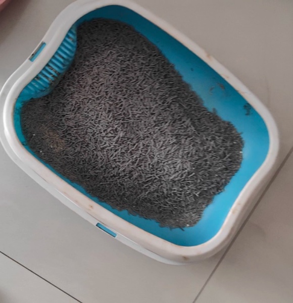 怎么教猫咪用猫砂?这是一场关于信任的温柔训练 怎么教猫咪用猫砂?这是一场关于信任的温柔训练