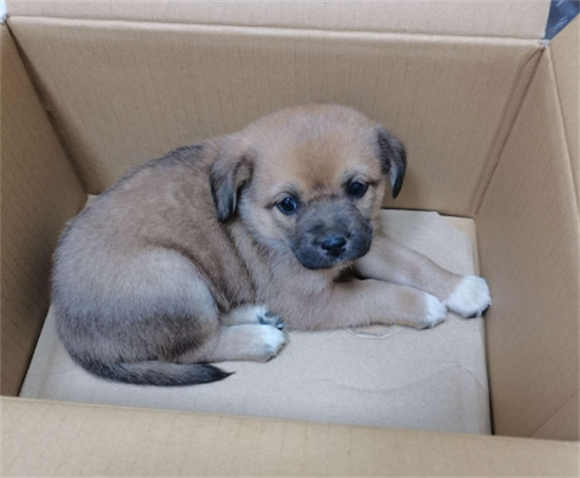 小狗狗得蛔虫病该怎么办 小狗狗得蛔虫病该怎么办