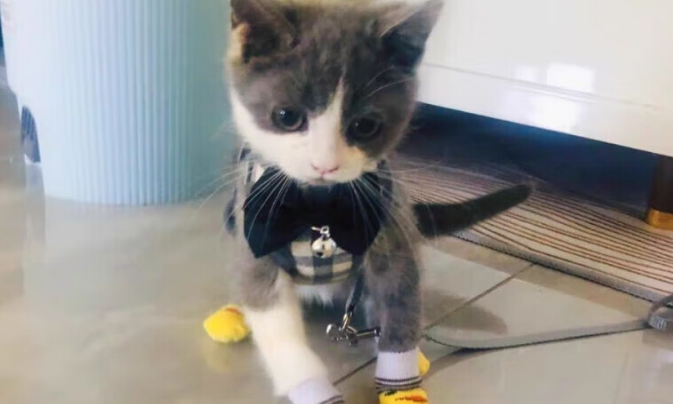 言象猫咪牵引绳,带猫出行不慌张! 言象猫咪牵引绳,带猫出行不慌张!