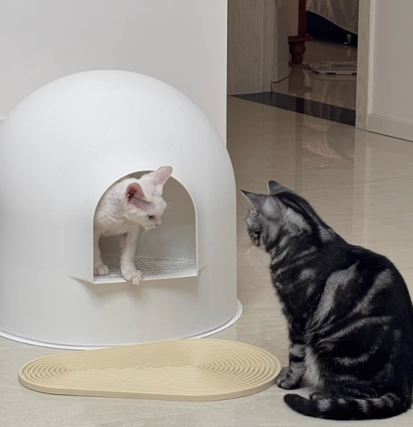 猫砂盆推荐平价:Pidan雪屋为何成为养猫人的闭眼之选? 猫砂盆推荐平价:Pidan雪屋为何成为养猫人的闭眼之选?