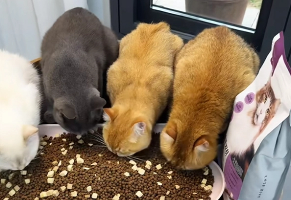 便宜安全的猫粮优选！网易严选冻干双拼助力省心养宠