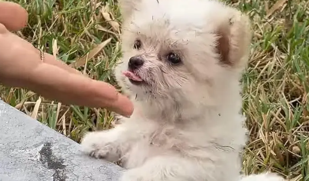 小狗凌晨多次被遗弃至路边绿化带，究竟是什么情况？