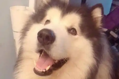 小区内充电桩漏电，两只宠物狗接连被电死！