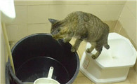 猫没有猫砂盆会憋着吗