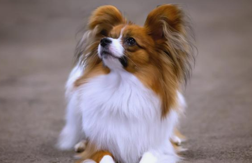 狗狗补钙期间饮食要注意什么事项？