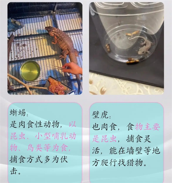 蜥蜴和壁虎的区别蜥蜴和壁虎的区别,让我们来一探究竟!! 蜥蜴和壁虎的区别蜥蜴和壁虎的区别,让我们来一探究竟!!