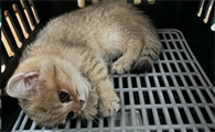 猫咪得了猫瘟不吃不喝该怎么办
