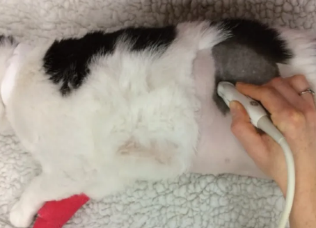 猫咪体检时在腹超发现肾盂扩张
